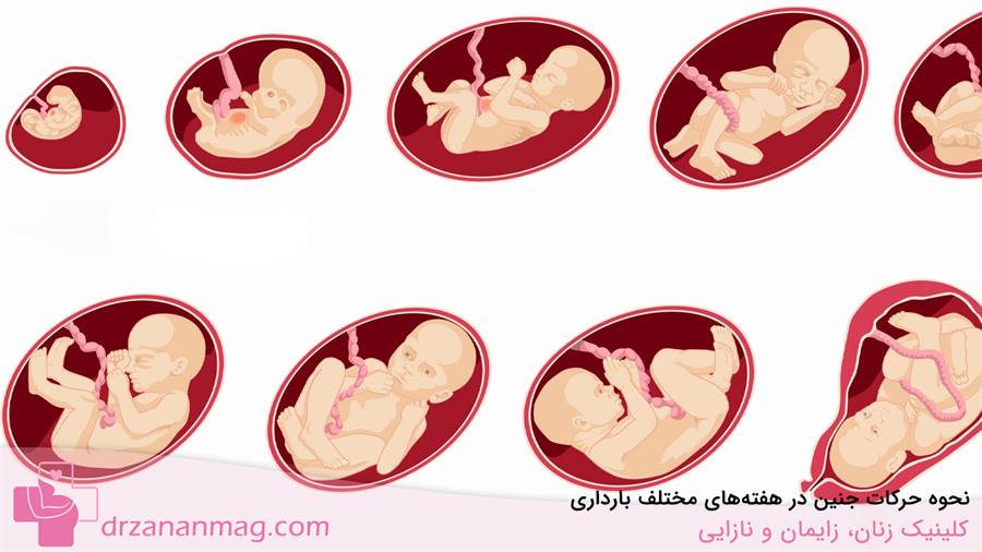 حرکات جنین در هفته‌های مختلف بارداری چگونه است؟
